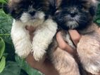 Shih Tzu Puppies