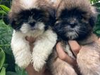 Shih Tzu Puppy
