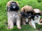 Shihtzu Puppy