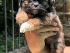 Shih Tzu Puppy