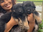 German Shepherds