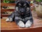 German Shepherd Puppies