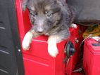 German Shepherd Puppies