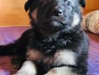 German Shepherd Puppy