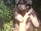Lion Shepherd Puppies