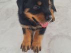 Rottweiler Puppies