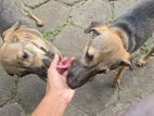 Puppies for Kind Home