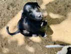 Dog Puppies for Kind Home