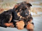 Puppies - German Shepherd