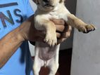 Puppies for Kind Home