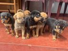 Puppies Looking for Kind Home