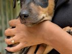Puppies for Kind Home