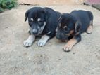 Puppies for A Kind Home
