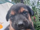 German Shepherd Puppies