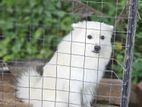Pomanariyan Puppy
