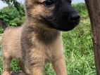 German Shepherd Long Coat Puppy