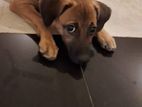 Puppy for A Kind Home
