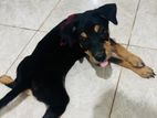 Puppy for A Kind Home