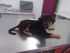 Puppy for a Kind Home