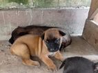 Puppy for a Kind home