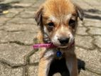 Puppy for Kind Home