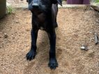 Puppy for A Kind Home