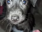 Puppy for A Kind Home