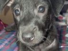 Puppy for Kind Home
