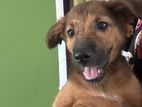 Puppy for Kind Home