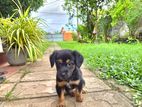 Puppy for Kind Home