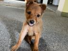 Puppy for Kind Home