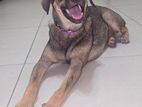 Puppy for Kind Home
