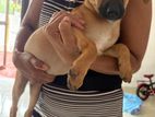 Puppy for Kind Home