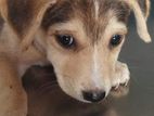 Puppy for Kind Home