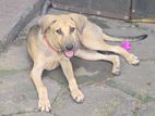 Puppy for Kind Home