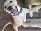 Puppy for Kind Home