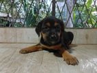 Puppy for Kind Home