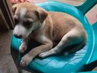 Puppy for Kind Home