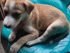 Puppy for Kind Home
