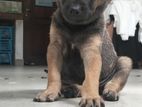 Puppy for Kind Home
