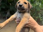 Puppy for Kind Home