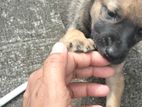 Puppy for Kind Home