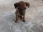 Puppy for Kind Home.