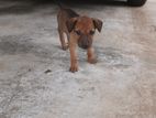 Puppy for Kind Home