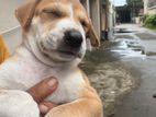 Dog Puppy for Kind Home