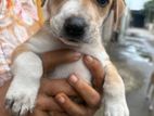 Dog Puppy for Kind Home