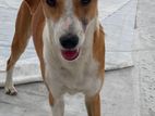 Puppy for Kind Home