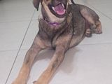 Puppy for Kind Home