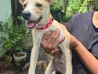 Puppy for Kind Home