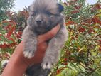 Lion Pomeranian Puppy